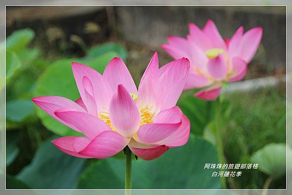 白河蓮花季16.JPG