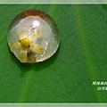 白河蓮花季28.JPG