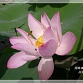 白河蓮花季30.JPG