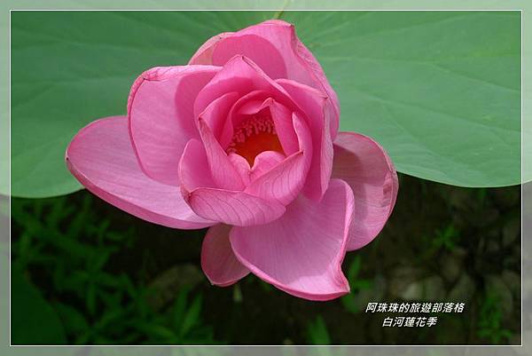 白河蓮花季41.JPG