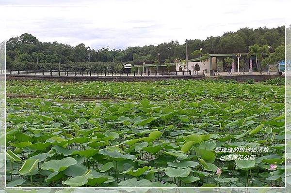 白河蓮花季44.JPG