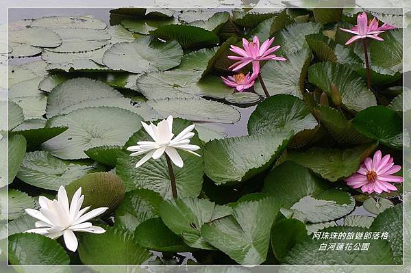 白河蓮花季47.JPG