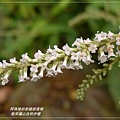 烏來福山古圳步道21.JPG