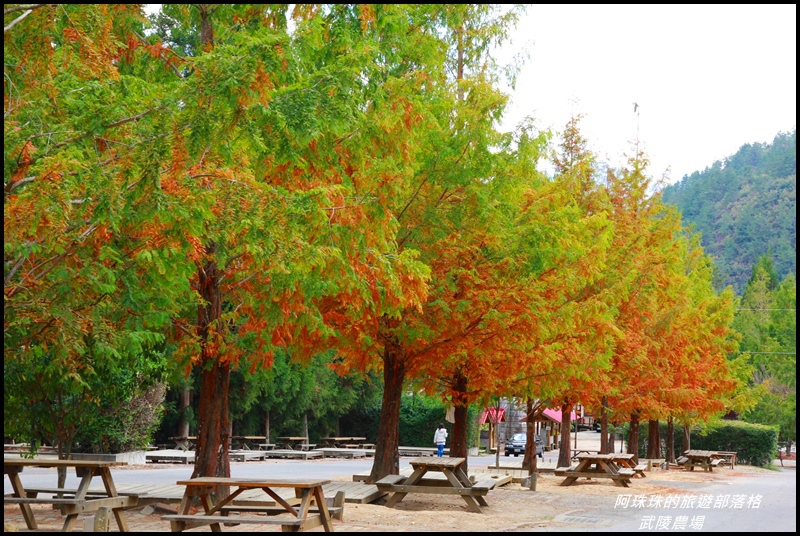 武陵農場40.JPG 武陵農場40.JPG