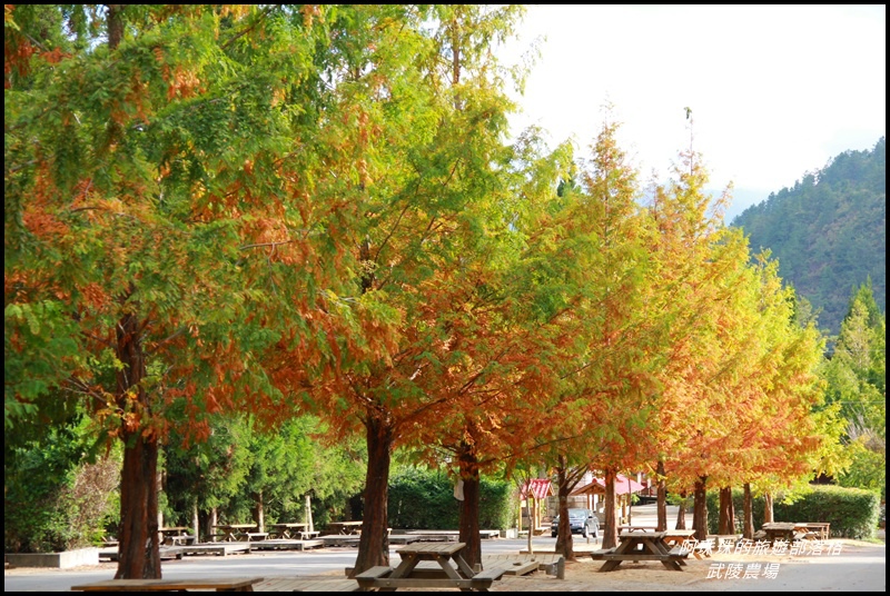 武陵農場52.JPG 武陵農場52.JPG