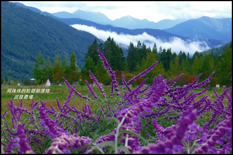 武陵農場93.JPG 武陵農場93.JPG