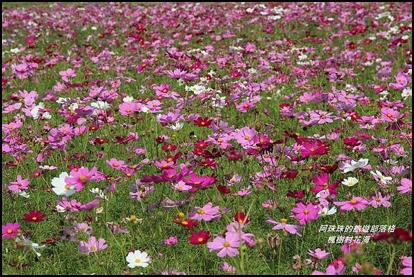 楓樹村花海2.JPG