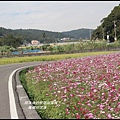 楓樹村花海10.JPG