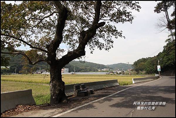 楓樹村花海12.JPG