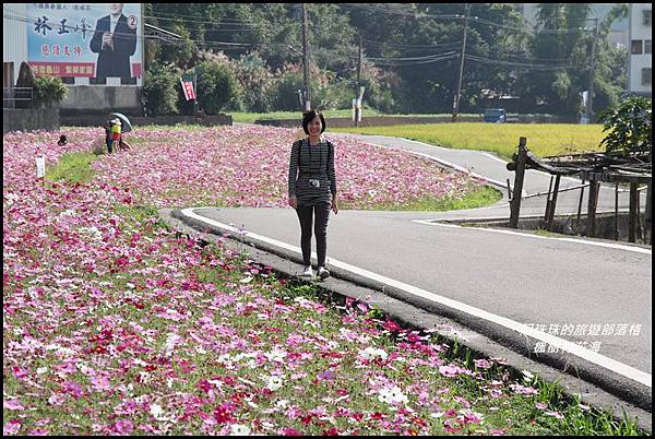 楓樹村花海11.JPG