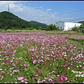 楓樹村花海18.JPG