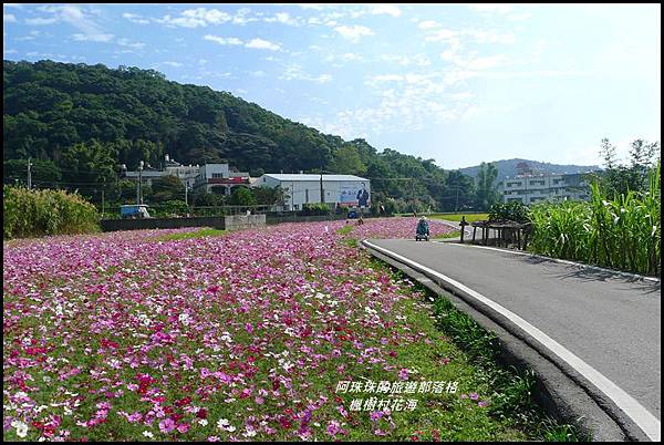 楓樹村花海31.JPG