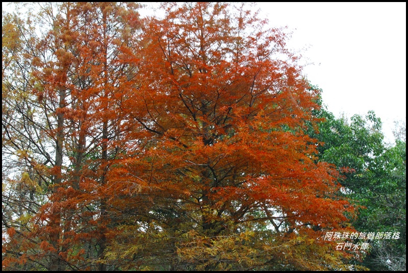 石門水庫楓紅了14.JPG