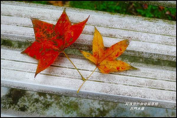 石門水庫楓紅了22.JPG