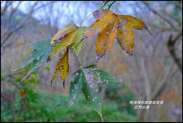 石門水庫楓紅了24.JPG