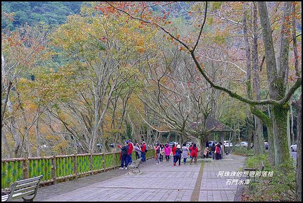 石門水庫楓紅了28.JPG