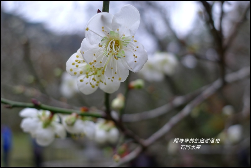 石門水庫楓紅了34.JPG