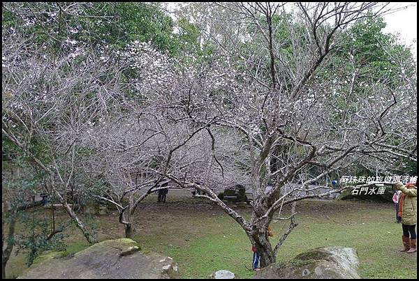 石門水庫楓紅了37.JPG