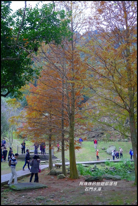 石門水庫楓紅了39.JPG 石門水庫楓紅了39.JPG