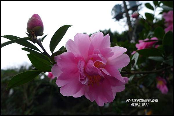 馬槽花藝村15.JPG