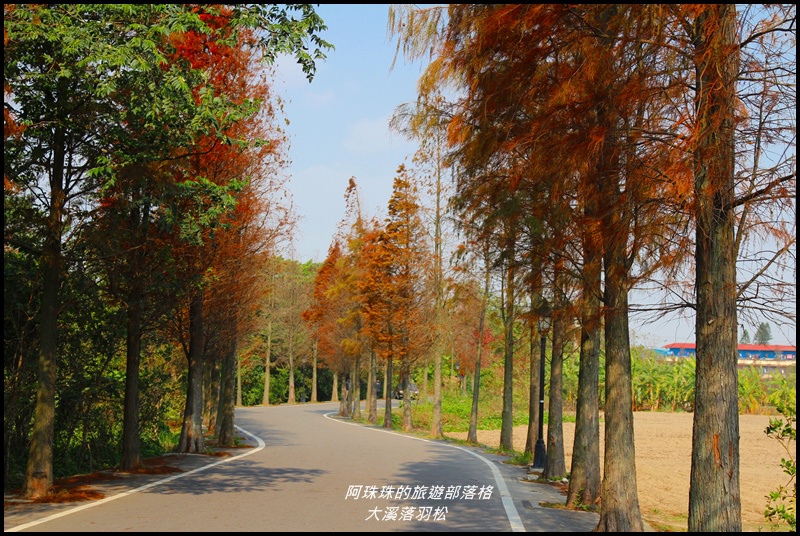 大溪落羽松3.JPG 大溪落羽松3.JPG