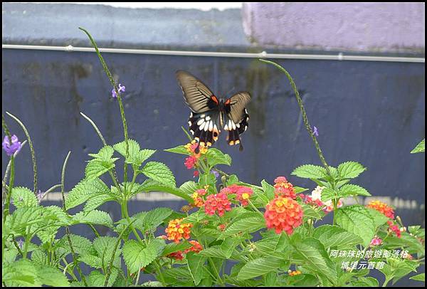 埔里元首館19.JPG