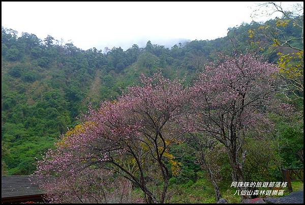 八仙山森林遊樂區26.JPG