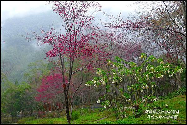 八仙山森林遊樂區37.JPG