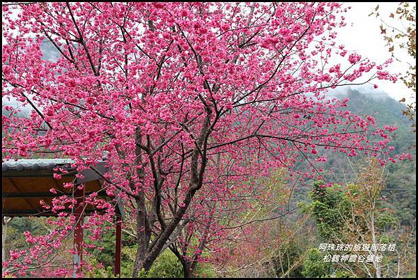 松鶴神農谷營地13.JPG