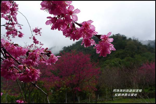 松鶴神農谷營地23.JPG