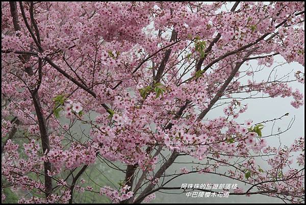 中巴陵櫻木花道18.JPG