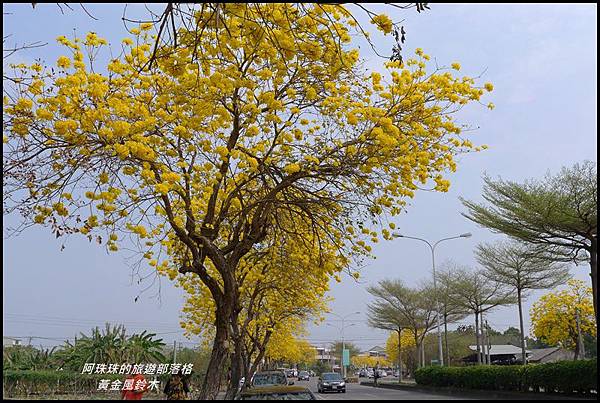 黃金風鈴木31.JPG