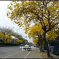 黃金風鈴木32.JPG