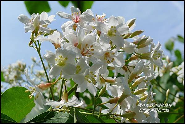 石門水庫桐花大道18.JPG 石門水庫桐花大道18.JPG