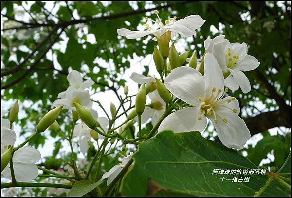 十一指古道22.JPG 十一指古道22.JPG