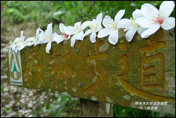 十一指古道24.JPG 十一指古道24.JPG