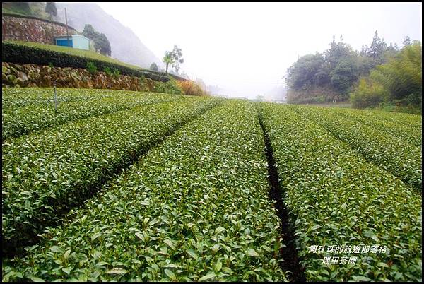 瑞里茶園5.JPG