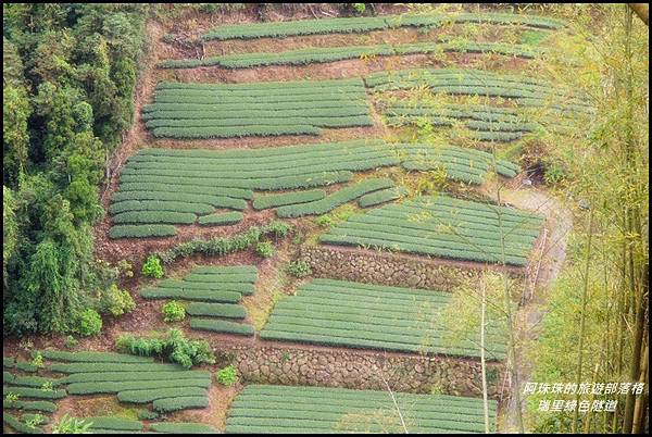 瑞里綠色隧道5.JPG