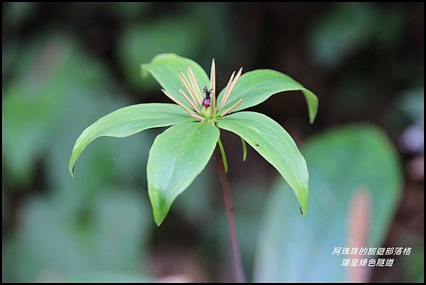 瑞里綠色隧道6.JPG 瑞里綠色隧道6.JPG