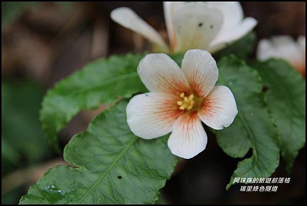 瑞里綠色隧道7.JPG 瑞里綠色隧道7.JPG