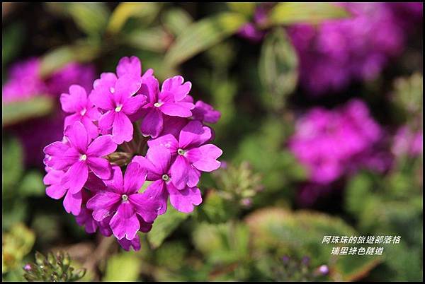 瑞里綠色隧道9.JPG 瑞里綠色隧道9.JPG