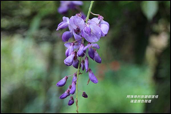 瑞里綠色隧道13.JPG 瑞里綠色隧道13.JPG