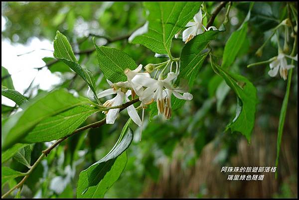 瑞里綠色隧道18.JPG 瑞里綠色隧道18.JPG