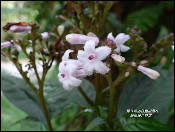 瑞里綠色隧道24.JPG 瑞里綠色隧道24.JPG