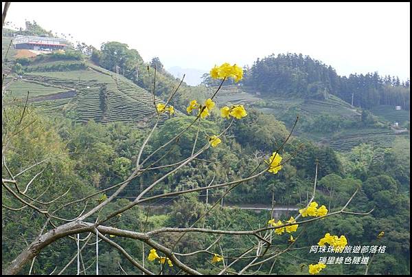 瑞里綠色隧道32.JPG