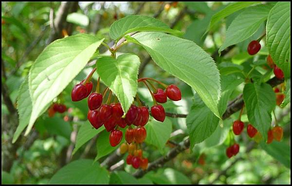 瑞里綠色隧道40.JPG 瑞里綠色隧道40.JPG