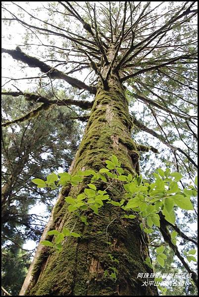 太平山見晴古道18.JPG 太平山見晴古道18.JPG