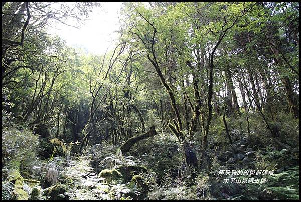 太平山見晴古道19.JPG