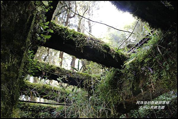 太平山見晴古道24.JPG 太平山見晴古道24.JPG