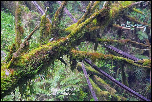 太平山見晴古道27.JPG 太平山見晴古道27.JPG